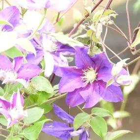 Duchess of Cornwall Clematis (Clematis The Duchess of Cornwall Evipo118) Img 3